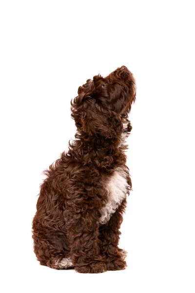 Chocolate Cockapoo Cachorro Cão Frente Fundo Branco — Fotografia de Stock