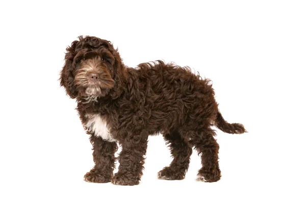 Chocolate Cockapoo Puppy Dog Front White Background — Stock Photo, Image
