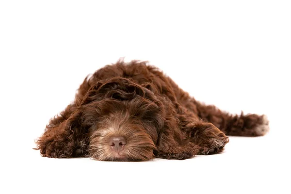 Chocolade Cockapoo Puppy Voor Een Witte Achtergrond — Stockfoto
