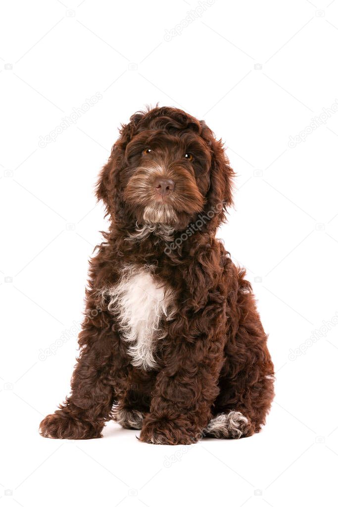 Chocolate Cockapoo puppy dog in front of a white background
