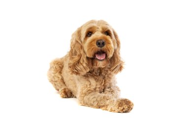 brown cockapoo dog in front of a white background clipart