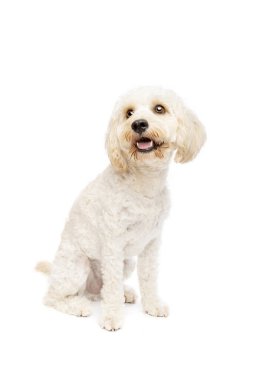 beyaz melez köpek, cockapoo, beyaz arka planda