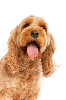 Kahverengi kakaolu köpek beyaz arka planda