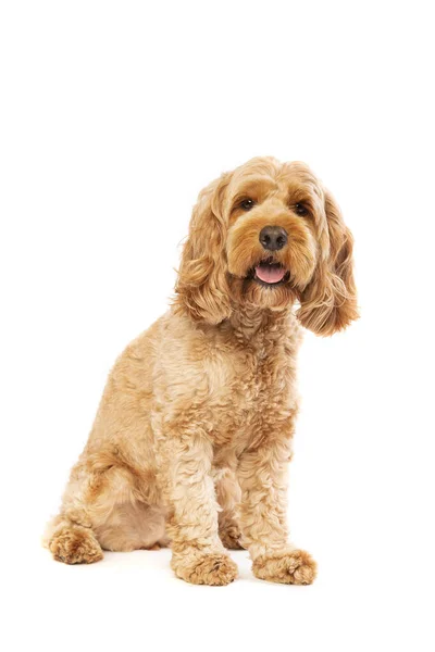 Brun Cockapoo Hund Framför Vit Bakgrund — Stockfoto