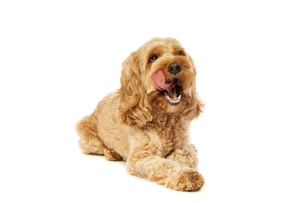 Bruine Kaketoe Hond Voor Een Witte Achtergrond — Stockfoto