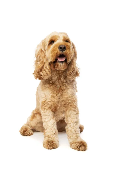 Brun Cockapoo Hund Framför Vit Bakgrund — Stockfoto