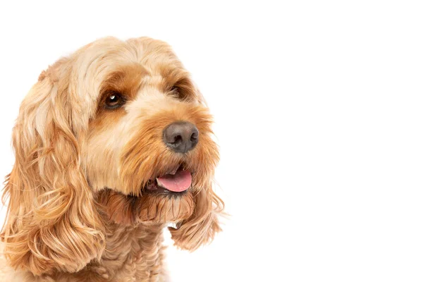 Brown Cockapoo Dog Front White Background — Stock Photo, Image