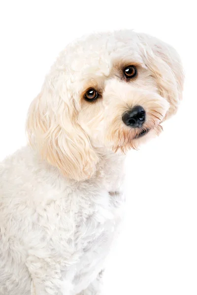 Белый Смешанной Породы Собака Какапу Белом Фоне — стоковое фото