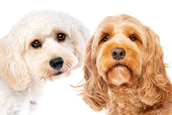 Cão Raça Mista Branco Cachorro Cacau Marrom Frente Fundo Branco — Fotografia de Stock