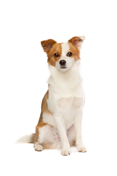 Perro Raza Mixta Pomeriano Corgi Delante Fondo Blanco — Foto de Stock