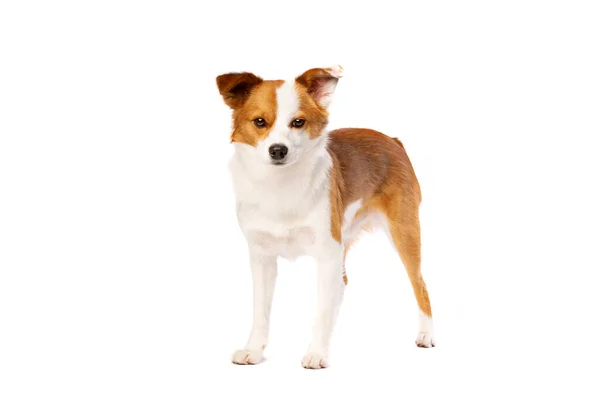 Mieszany Pies Rasy Pomerian Corgi Przed Białym Tłem — Zdjęcie stockowe