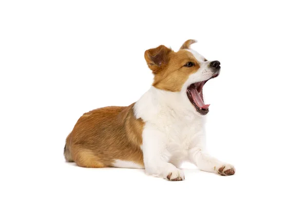 Mieszany Pies Rasy Pomerian Corgi Przed Białym Tłem — Zdjęcie stockowe