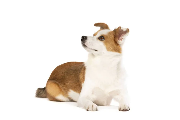 Смешанная Порода Собака Померианца Корги Белом Фоне — стоковое фото