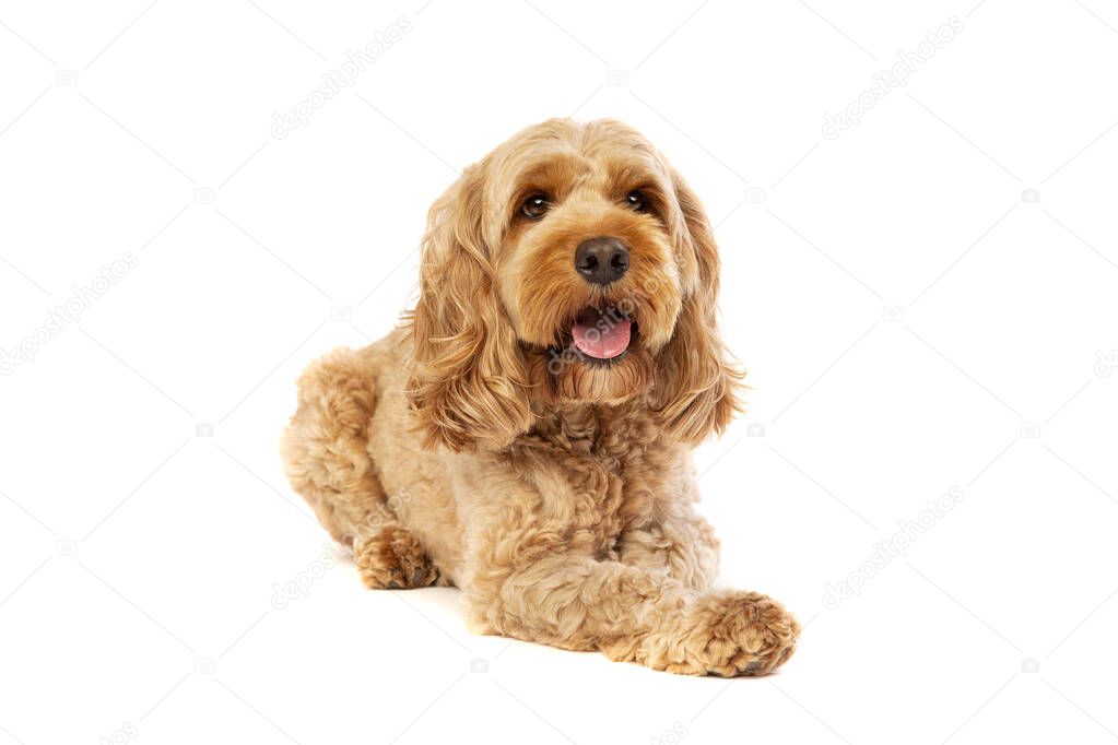 brown cockapoo dog in front of a white background