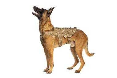 Beyaz arka planda Belçikalı Malinois köpeği