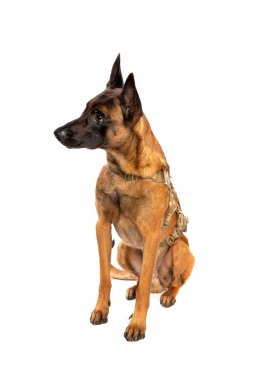 Belgian Malinois dog in front of a white background clipart