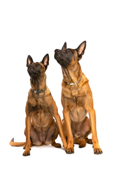 Dois Cães Belgas Malinois Frente Fundo Branco — Fotografia de Stock
