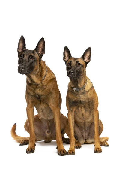 Två Belgiska Malinois Hundar Framför Vit Bakgrund — Stockfoto