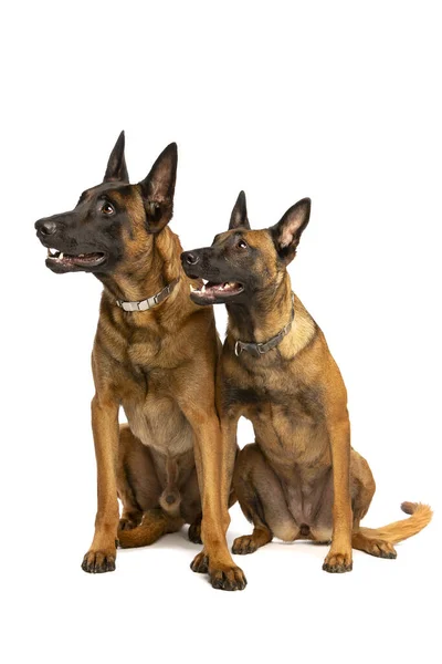 Due Cani Belgi Malinois Davanti Uno Sfondo Bianco — Foto Stock