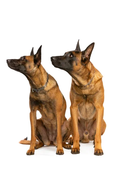 Two Belgian Malinois Dogs Front White Background — Stock Photo, Image
