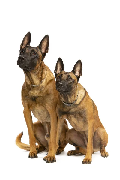 Two Belgian Malinois Dogs Front White Background — Stock Photo, Image