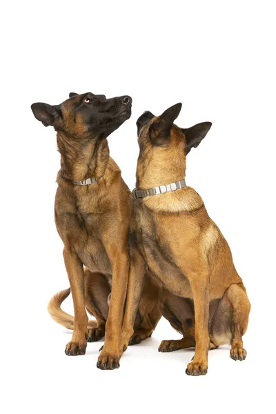 Dois Cães Belgas Malinois Frente Fundo Branco — Fotografia de Stock