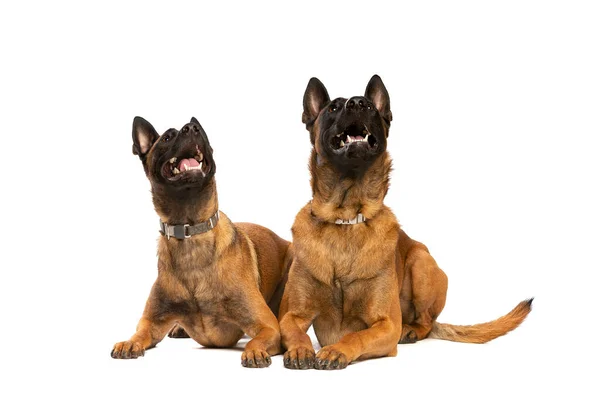 白い背景の前に2匹のベルギーのマリノイ犬 — ストック写真