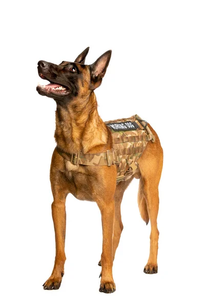 Belga Malinois Cane Fronte Uno Sfondo Bianco — Foto Stock