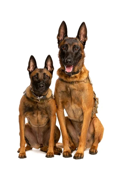 Dois Cães Belgas Malinois Frente Fundo Branco — Fotografia de Stock