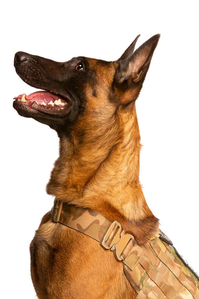 Belga Malinois Cane Fronte Uno Sfondo Bianco — Foto Stock