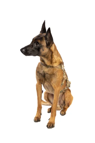 Belga Malinois Cane Fronte Uno Sfondo Bianco — Foto Stock