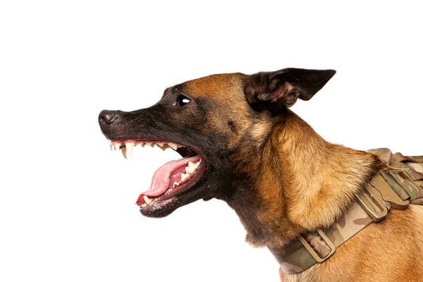 Beyaz Arka Planda Belçikalı Malinois Köpeği — Stok fotoğraf