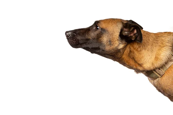 Belgian Malinois Dog Front White Background — Stock Photo, Image