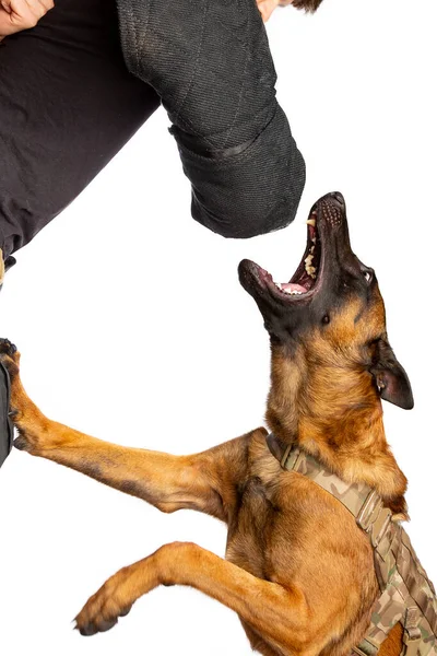 Hundtränare Utbildning Attackerar Med Belgisk Malinois Hund Framför Vit Bakgrund — Stockfoto