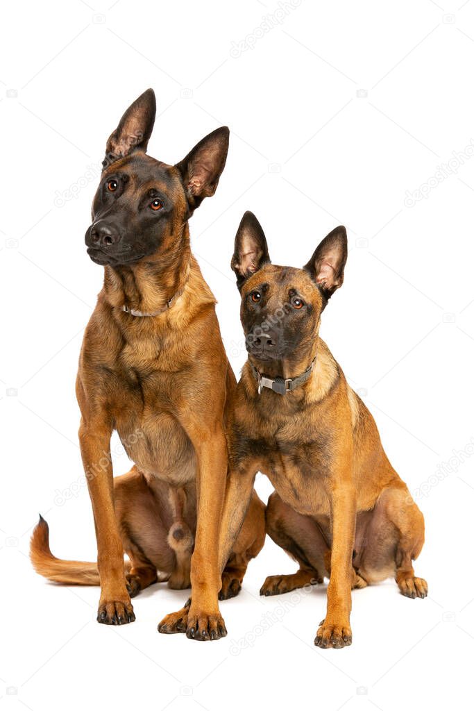 Two Belgian Malinois dogs in front of a white background