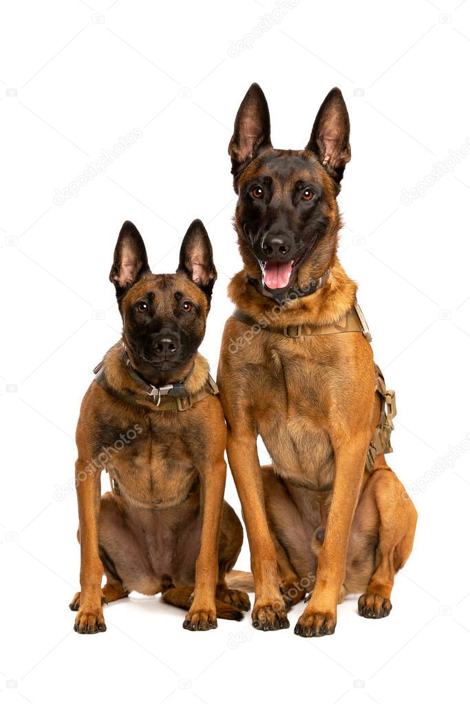 Two Belgian Malinois dogs in front of a white background