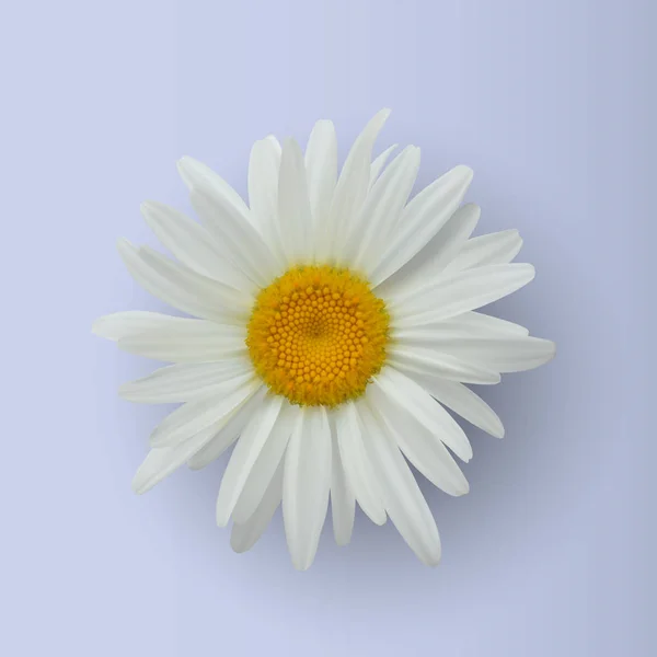 Realistic daisy flower isolated on white — Stock Vector