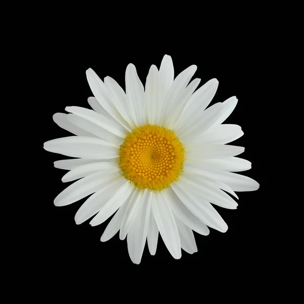 Realistic daisy flower isolated on dark background — Stock Vector