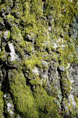 Orman yosun ile huş ağacı