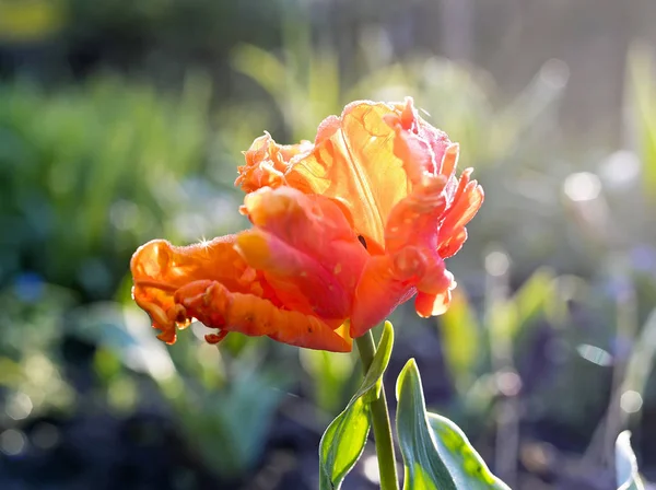 Parrot Tulip Garden — Stock Photo, Image