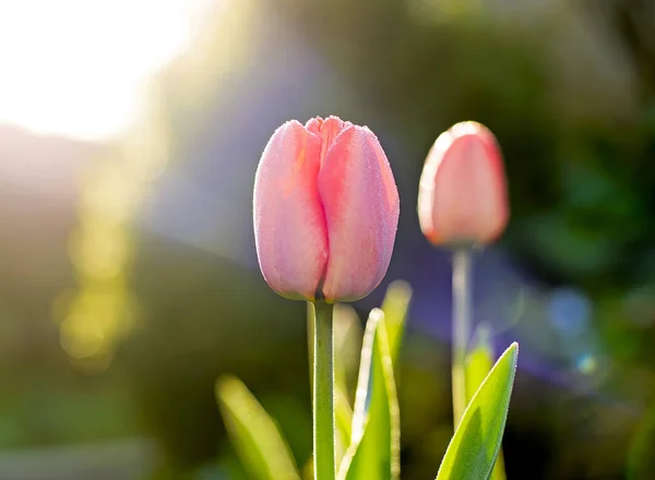 Parrot Tulip Garden — Stock Photo, Image