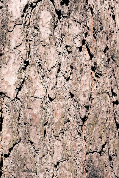 Schors Van Bruin Pijnboom Als Achtergrond — Stockfoto