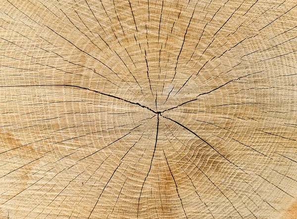 Träd Med Årsringar Som Bakgrund — Stockfoto