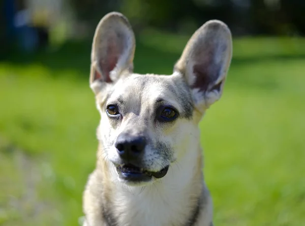 緑の牧草地に茶色の犬 — ストック写真