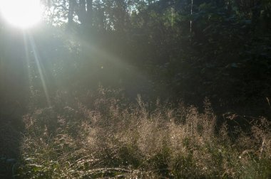 Ormanda gün doğumu