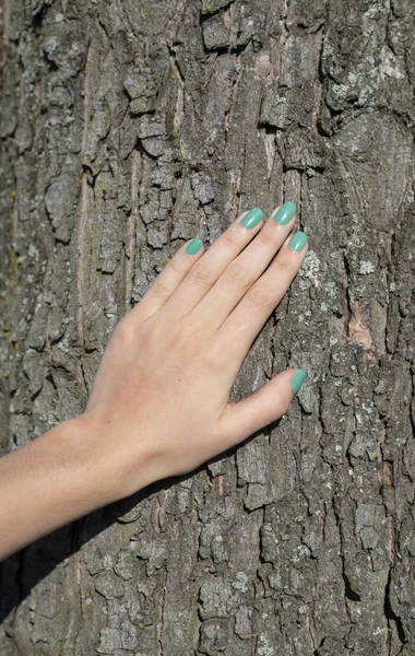 Kvinnans Hand Röra Trädet — Stockfoto