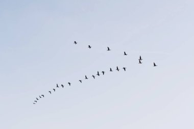 kazlar ve mavi gökyüzü