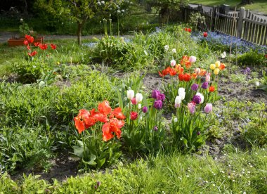 Bahçedeki renkli laleler