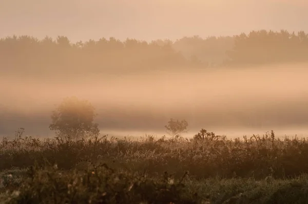 Восход Солнца Лесу Утренним Туманом — стоковое фото