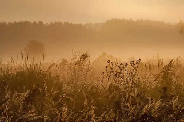 Salida Del Sol Bosque Con Niebla Matutina —  Fotos de Stock